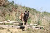 MALINOIS 216